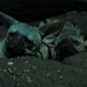 Chippie and Changa the East African Aardwolves