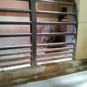 Black Rhinoceros Barn