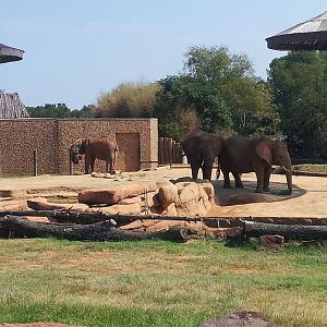 East Africa (elephants)
