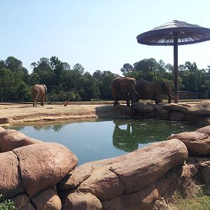 Elephant enclosure