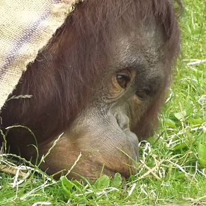 Bornean Orangutan at Blackpool Zoo 03/08/12