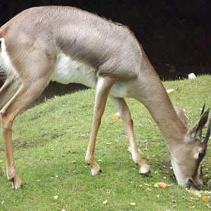Arabian Gazelle at Blackpool Zoo 03/08/12
