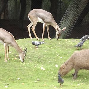 Arabian Gazelles and Capybara at Blackpool Zoo 03/08/12