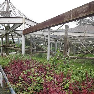 Gibbon exhibit at Blackpool Zoo 03/08/12