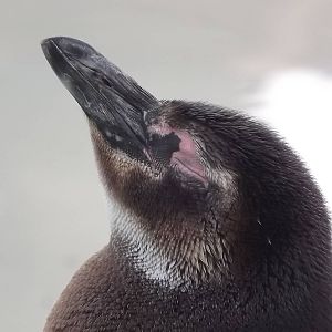 Magellanic Penguin at Blackpool Zoo 03/08/12