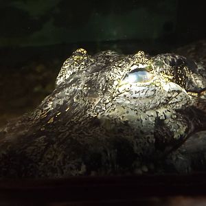 Yácare Caiman at Blackpool Zoo 03/08/12