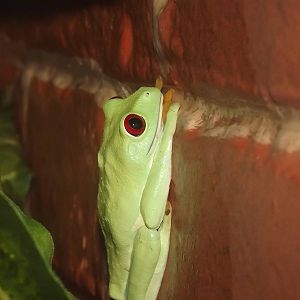 Red-Eyed Tree Frog at Blackpool Zoo 03/08/12