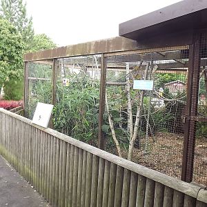 Prevost's Squirrel exhibit at Blackpool Zoo 03/08/12