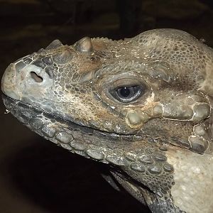 Rhinoceros Iguana at Blackpool Zoo 04/08/12