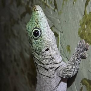 Standing Day's Gecko at Blackpool Zoo 04/08/12