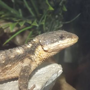 Tropical Girdled Lizard at Blackpool Zoo 04/08/12