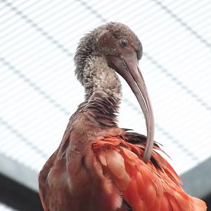 Scarlet Ibis at Blackpool Zoo 04/08/12