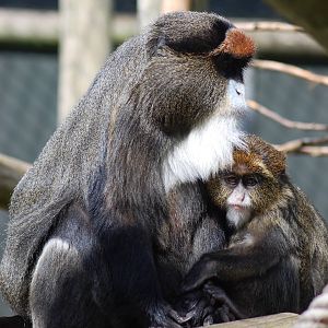 De Brazza's Monkey