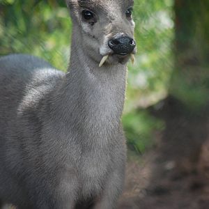 Michie's tufted deer Male