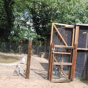 Temporary Penguin Exhibit