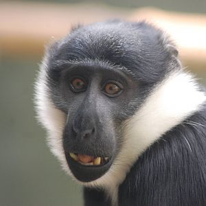 L'Hoest's Guenon