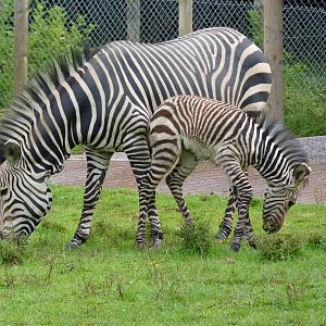 Zebras Taru and male foal, 8 August 2012