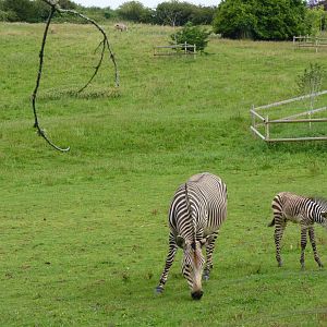Getting on with the neighbours, zebra-style. 8 August 2012