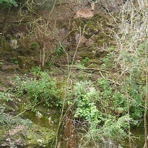 Spot the Barbary Sheep, 8 August 2012