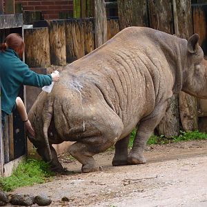 Sit, Sita! 4 July 2012