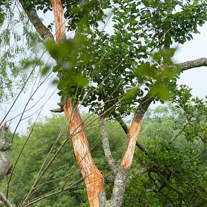 Strip The Willow, Orangutan Island, July 2012