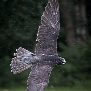 Flying Display - 01/08/2012 - Help with ID Please!