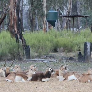 Blackbuck Herd