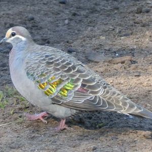 Bronzwing pigeon