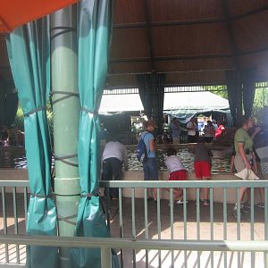 Aug. 2012-Stingrays at Caribbean Cove