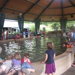 Aug. 2012-Stingrays at Caribbean Cove
