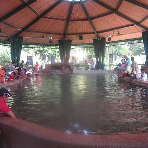 Aug. 2012-Stingrays at Caribbean Cove