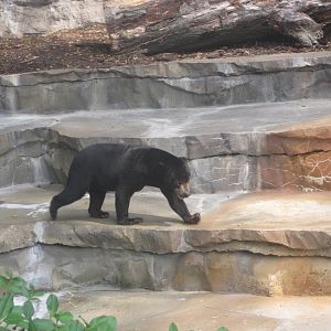Aug. 2012-Malayan Sun Bear