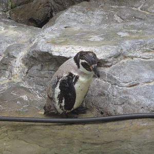 Aug. 2012-Humboldt Penguin