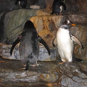 Aug. 2012-Gentoo Penguins