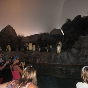 Aug. 2012-King/Gentoo/Southern Rockhopper Penguin exhibit