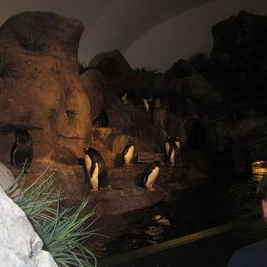 Aug. 2012-Gentoo/Southern Rockhopper Penguin exhibit