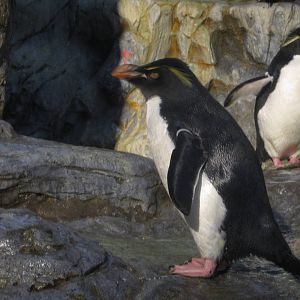 Aug. 2012-Southern Rockhopper Penguin