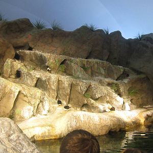 Aug. 2012-Puffin Bay