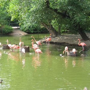 Aug. 2012-Caribbean Flamingos
