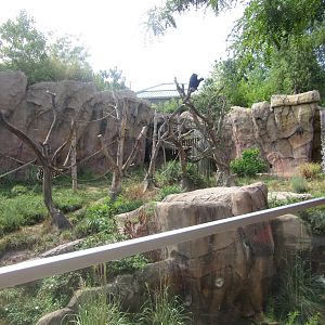 Aug. 2012-Chimpanzee exhibit