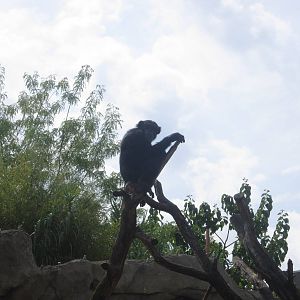 Aug. 2012-Chimpanzee