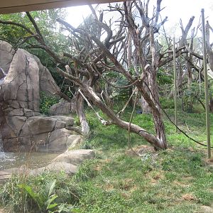 Aug. 2012-Sumatran Orangutan exhibit