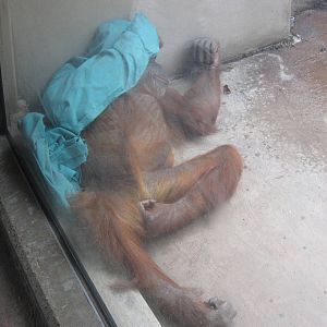 Aug. 2012-Merah, a Sumatran Orangutan