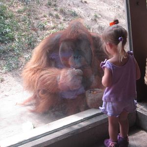 Aug. 2012-Robert B., a Sumatran Orangutan