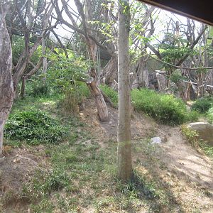 Aug. 2012-Sumatran Orangutan exhibit