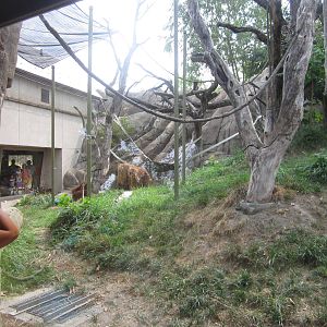 Aug. 2012-Sumatran Orangutan exhibit