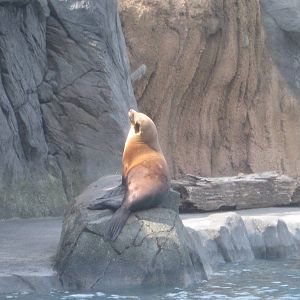 Aug. 2012-California Sea Lion