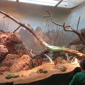 Aug. 2012-Crevice Spiny Lizard/Banded Gila Monster/Western Chuckwalla/San E