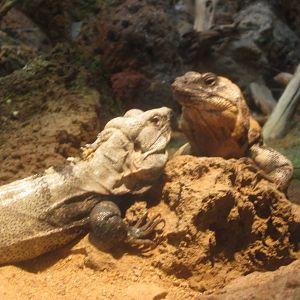 Aug. 2012-Sonoran Spiny-tailed Iguanas