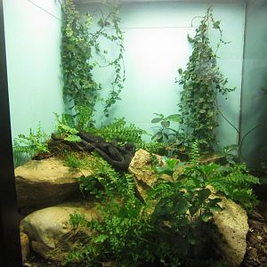 Aug. 2012-Caucasus viper exhibit